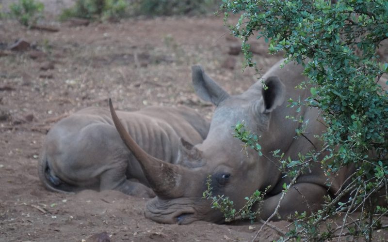 Rhinocéros, Lodge Zulu Nyala heritage, afrique du sud