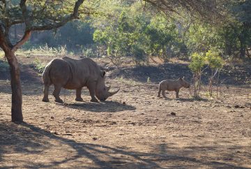 afrique du sud