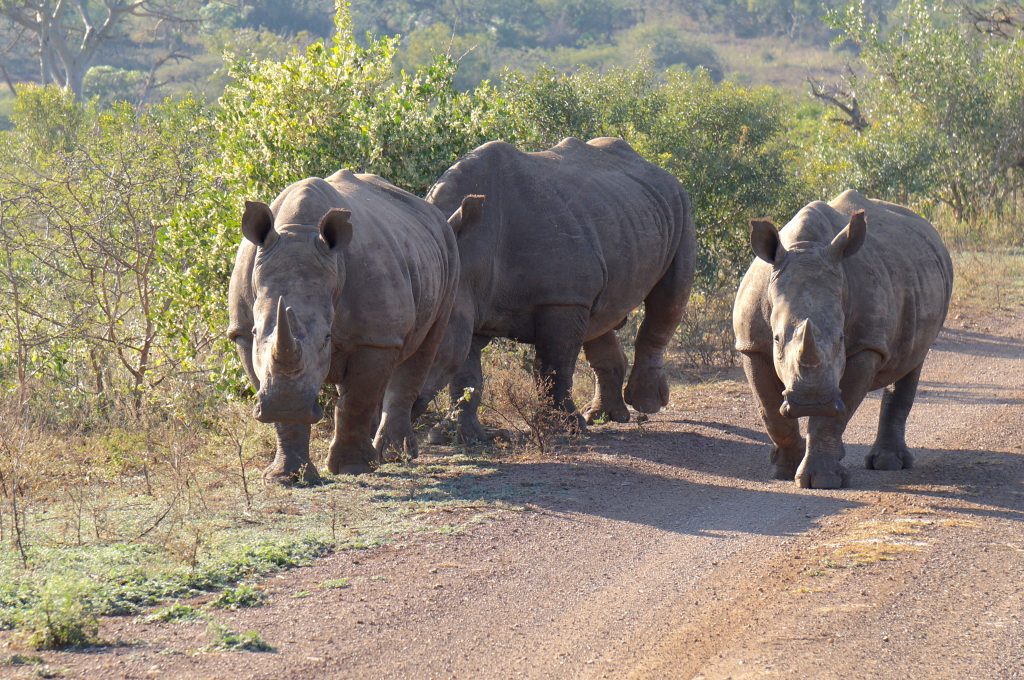 rhinocéros, Lodge Zulu Nyala heritage, afrique du sud