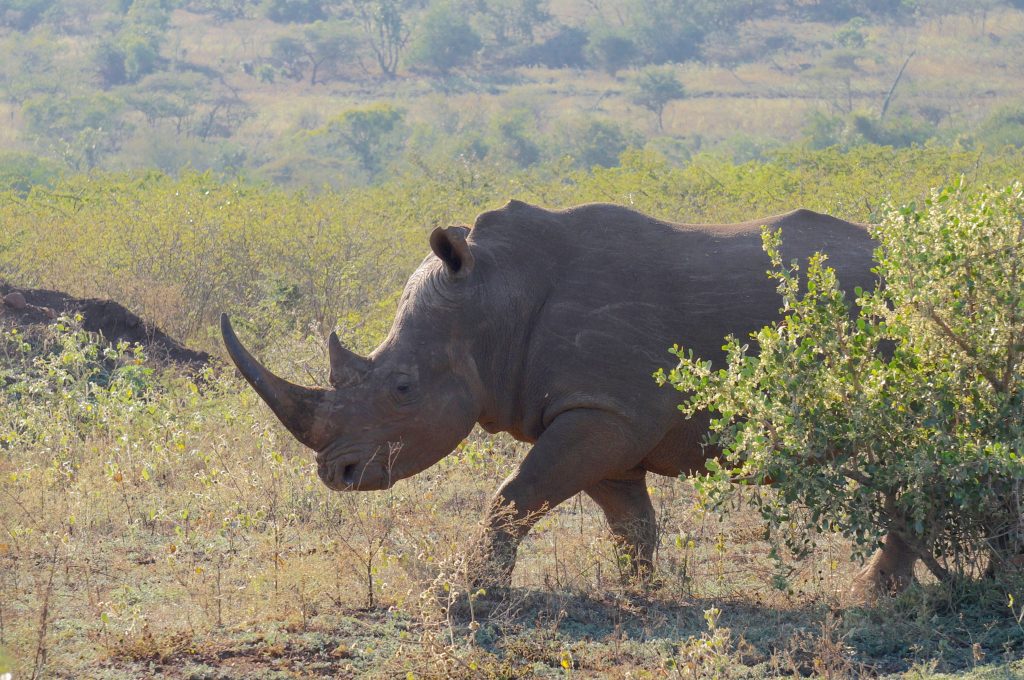 rhinocéros, Lodge Zulu Nyala heritage, afrique du sud