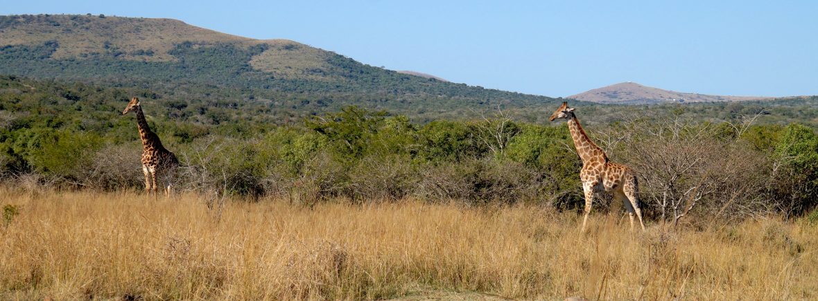 afrique du sud