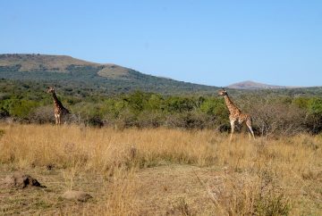 afrique du sud