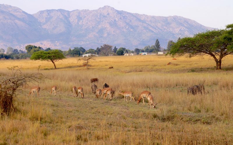 Mlilwane Wildlife Sanctuary, Swaziland
