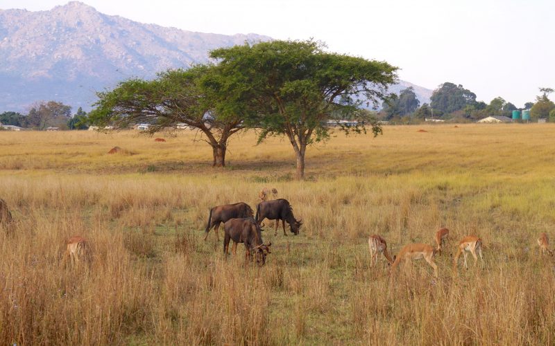 Mlilwane Wildlife Sanctuary, Swaziland