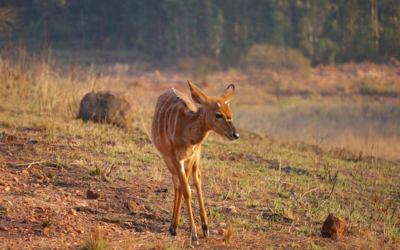 Nyala, Mlilwane Wildlife Sanctuary, Swaziland