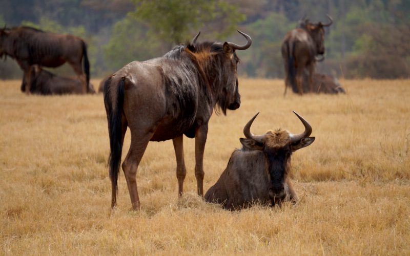 gnous, Mlilwane Wildlife Sanctuary, Swaziland