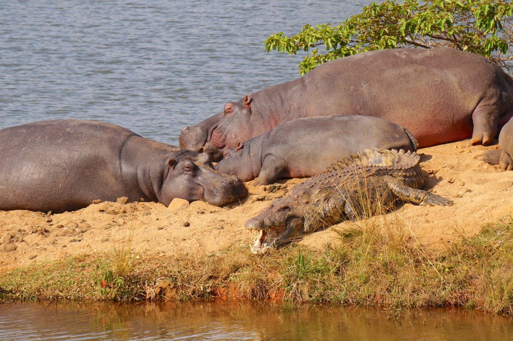hippopotames, Mlilwane Wildlife Sanctuary, Swaziland
