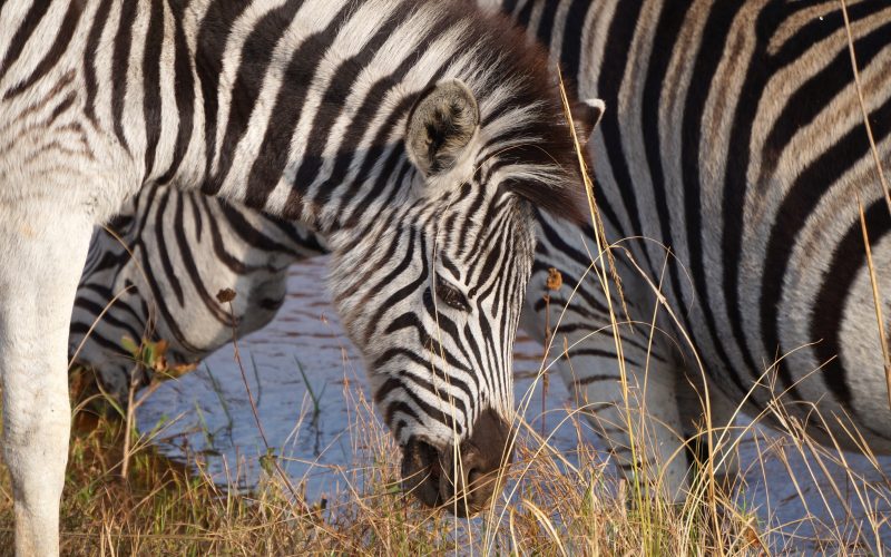 zèbre, Mlilwane Wildlife Sanctuary, Swaziland