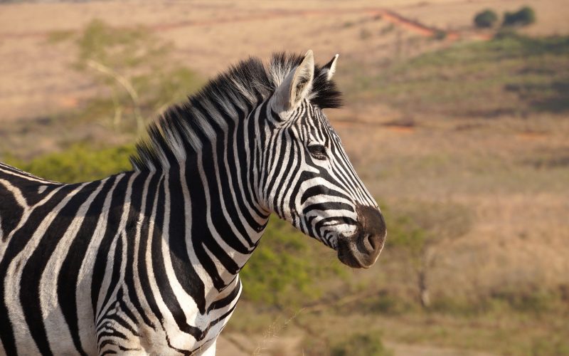 zèbre, Mlilwane Wildlife Sanctuary, Swaziland