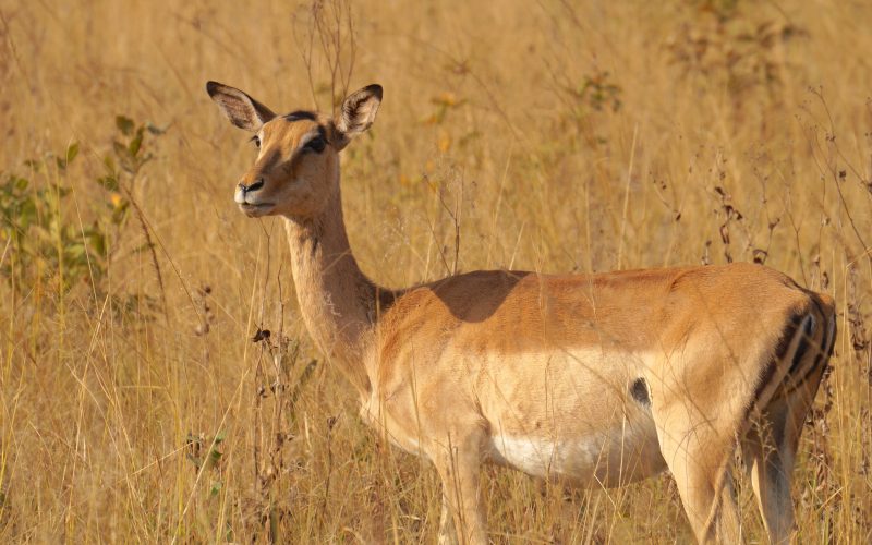 antilope, Mlilwane Wildlife Sanctuary, Swaziland