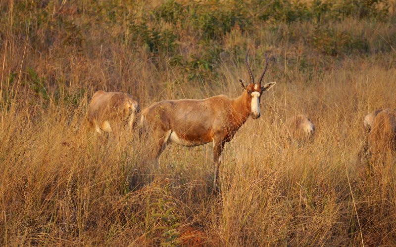 antilope, Mlilwane Wildlife Sanctuary, Swaziland