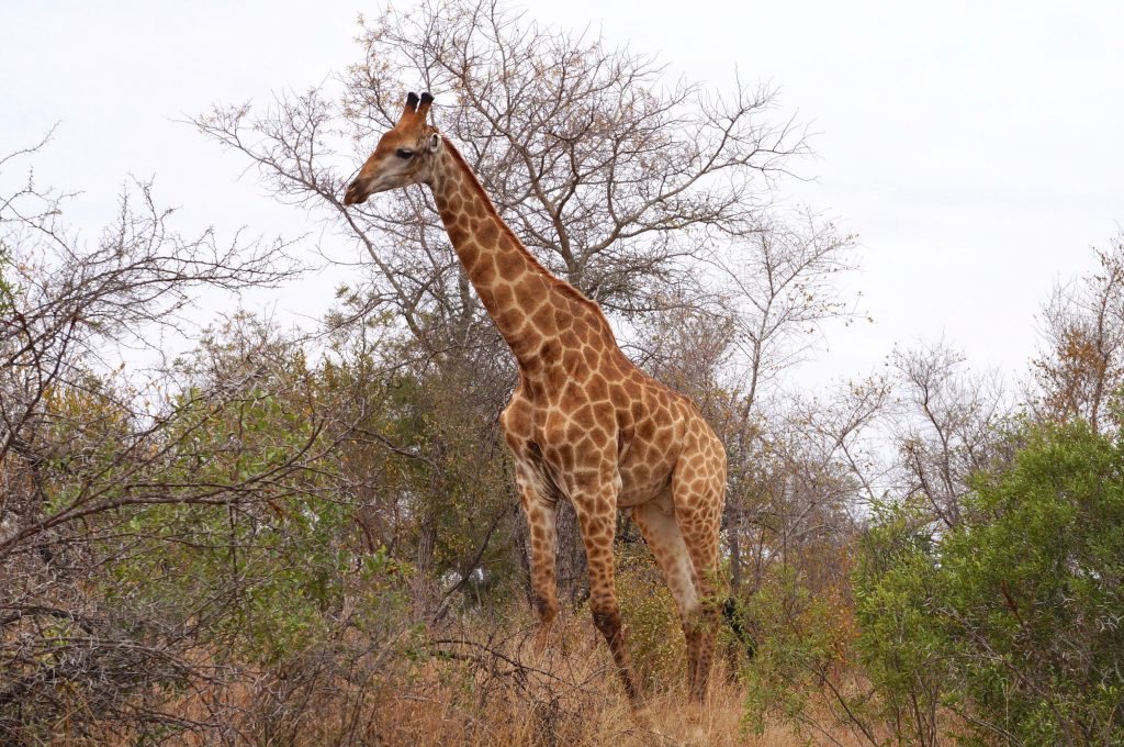 girafe, parc kruger, afrique du sud