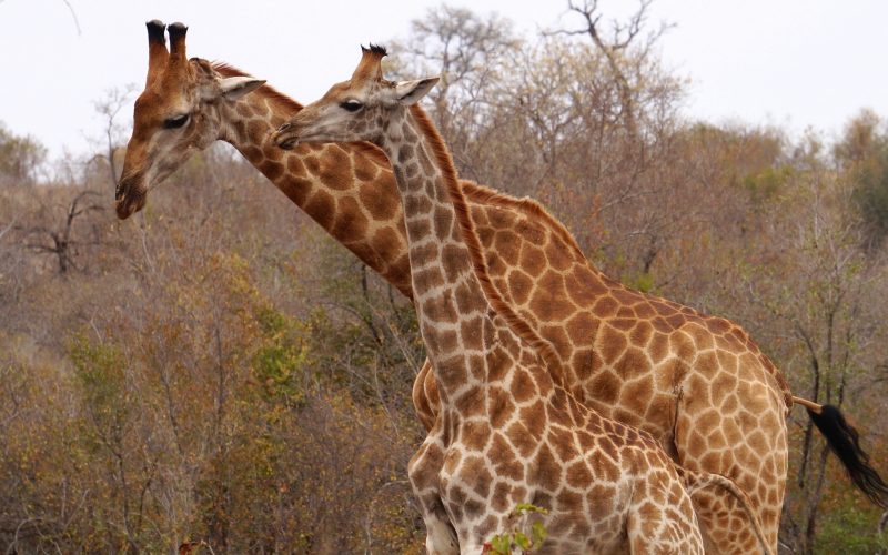 girafe, parc kruger, afrique du sud