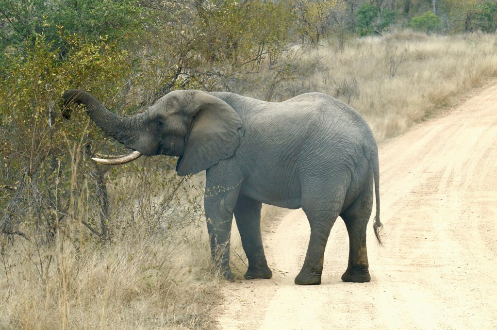 éléphant, parc kruger, afrique du sud