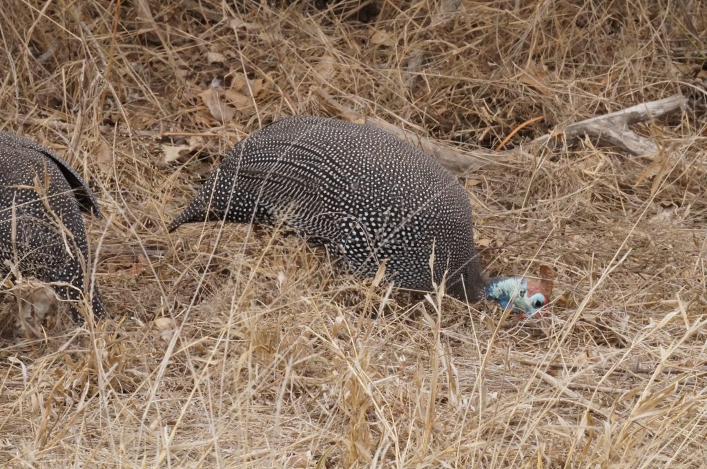 pinte casquée, pretoriuskop, parc kruger, afrique du sud