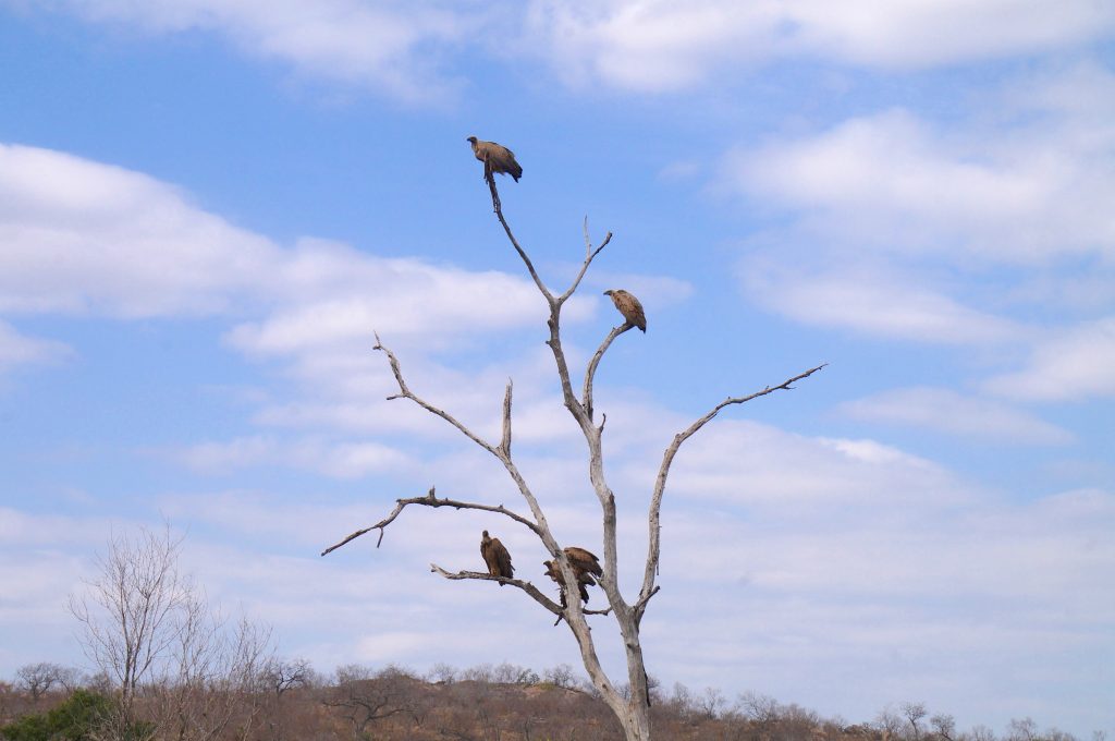 vautours, parc kruger, afrique du sud