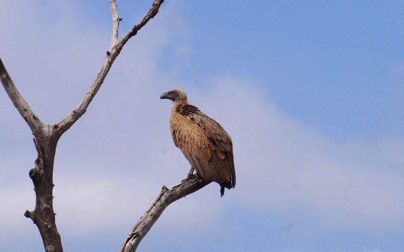 vautour, parc kruger, afrique du sud