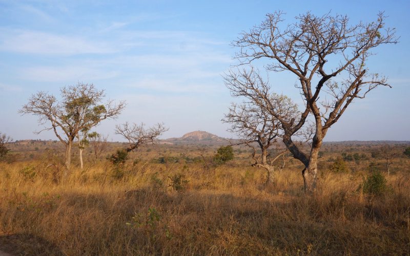 parc kruger, afrique du sud