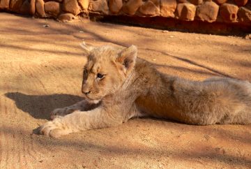 Ukutula, afrique du sud