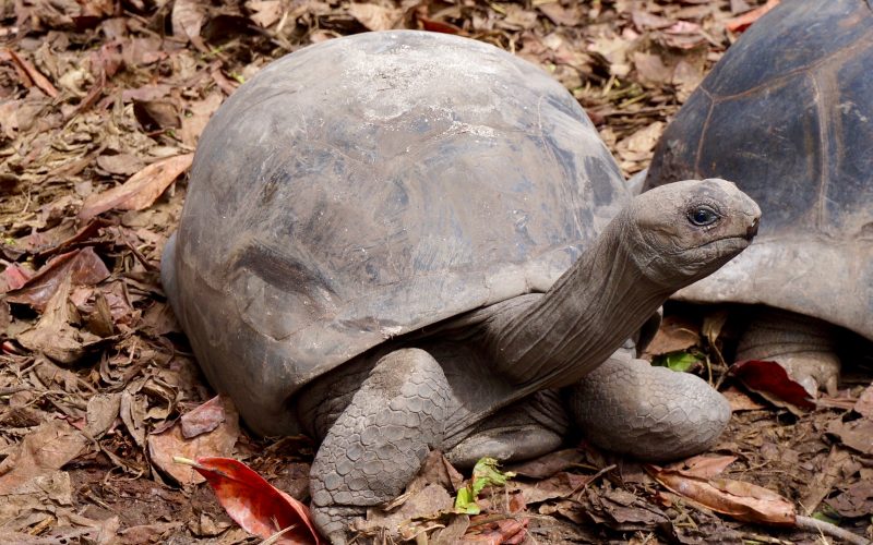 tortue géante, anse source d'argent, la digue, seychelles