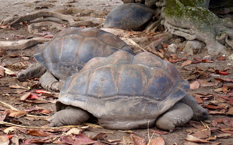 tortue géante, anse source d'argent, la digue, seychelles