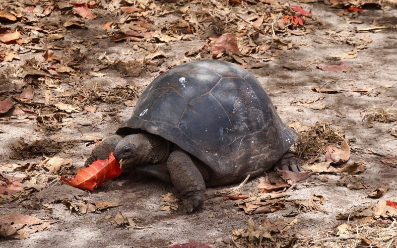 tortue géante, anse source d'argent, la digue, seychelles