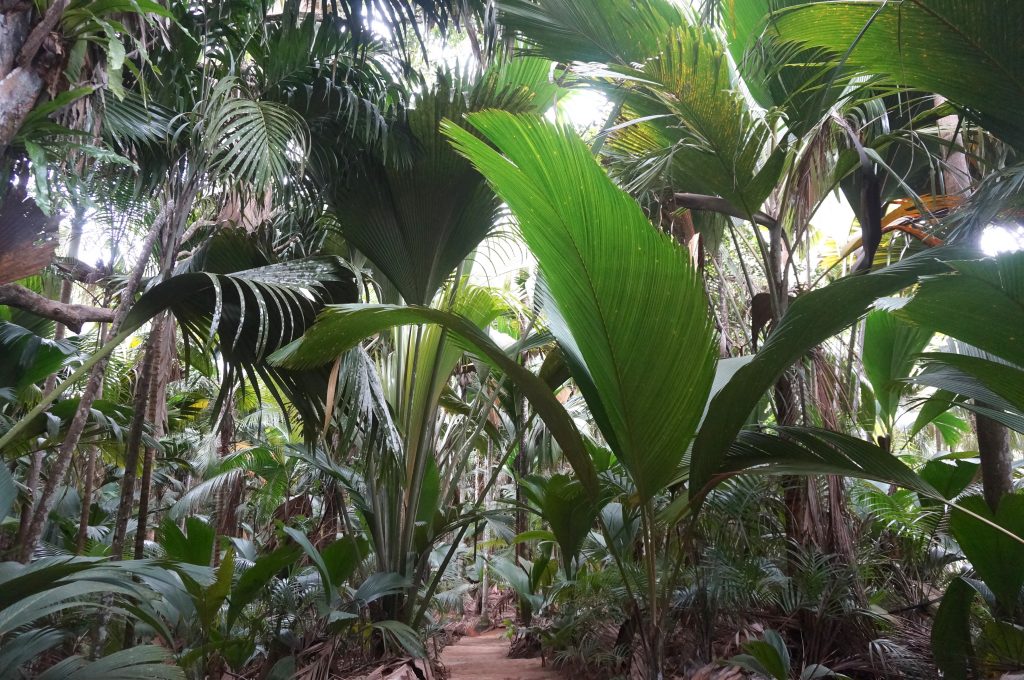 vallée de mai, praslin, seychelles