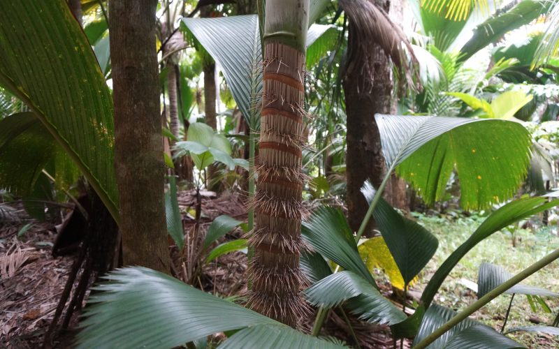 vallée de mai, praslin, seychelles