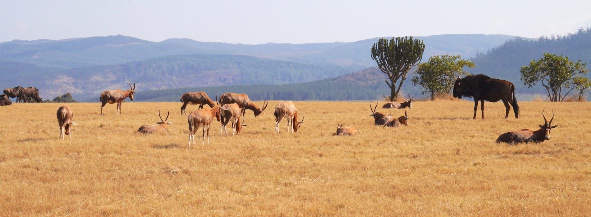 afrique du sud