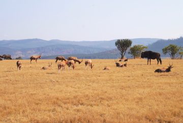 afrique du sud