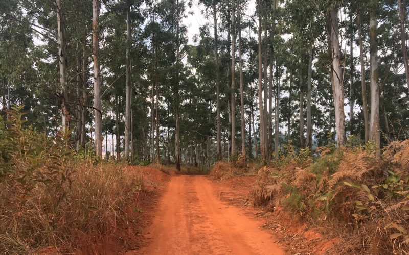 Forêt, Mlilwane wildlife sanctuary, Swaziland