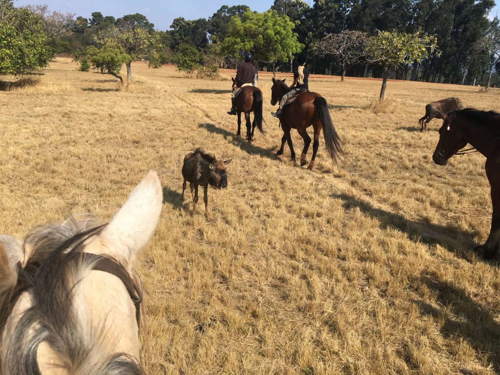 équitation, Mlilwane Wildlife Sanctuary, Swaziland