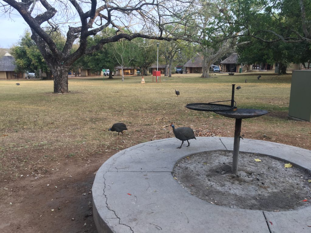 barbecue afrique du sud