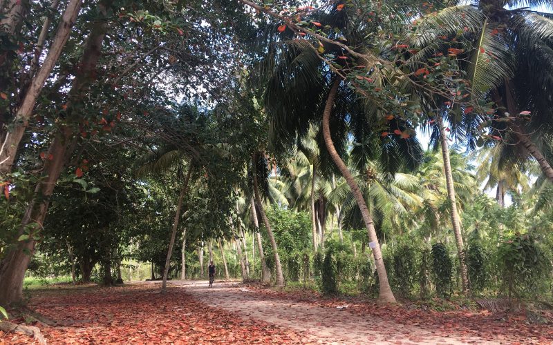 Union estate, la digue, seychelles, anse source d'argent