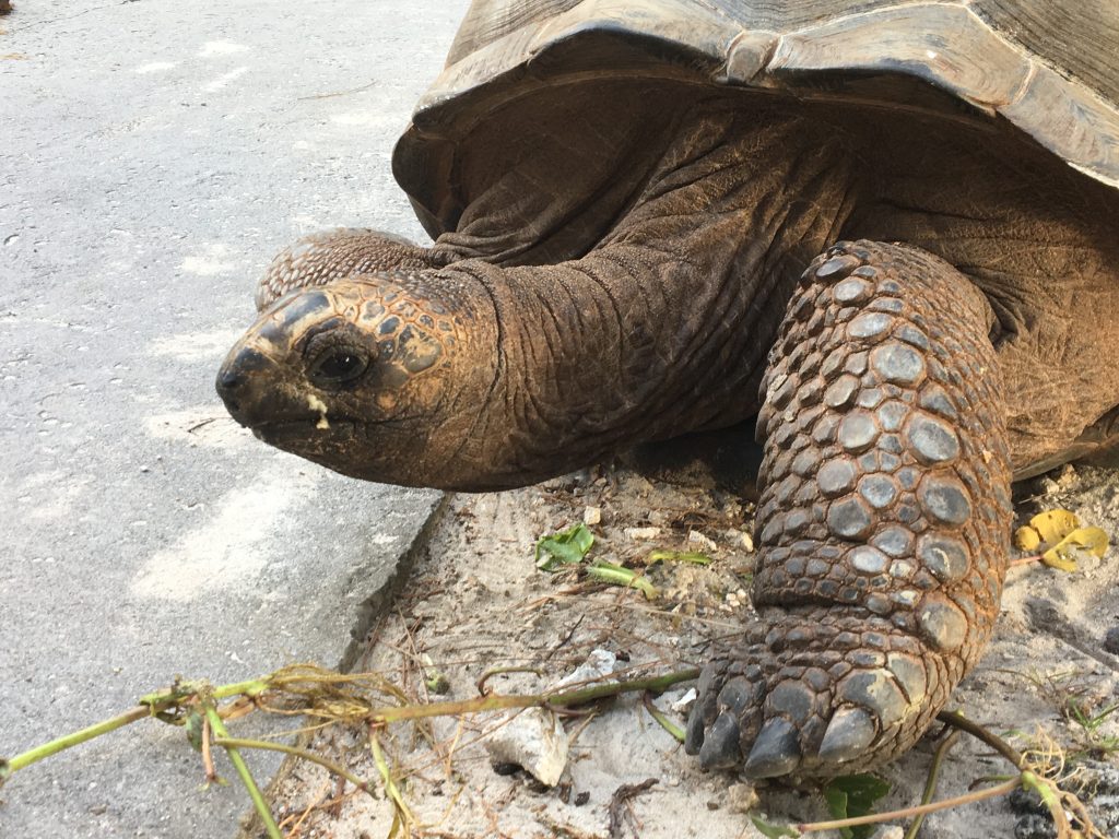 tortue géante, la digue, seychelles