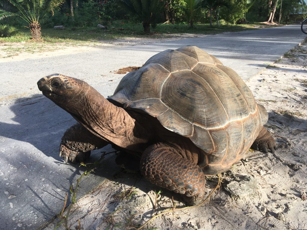 tortue géante, la digue, seychelles