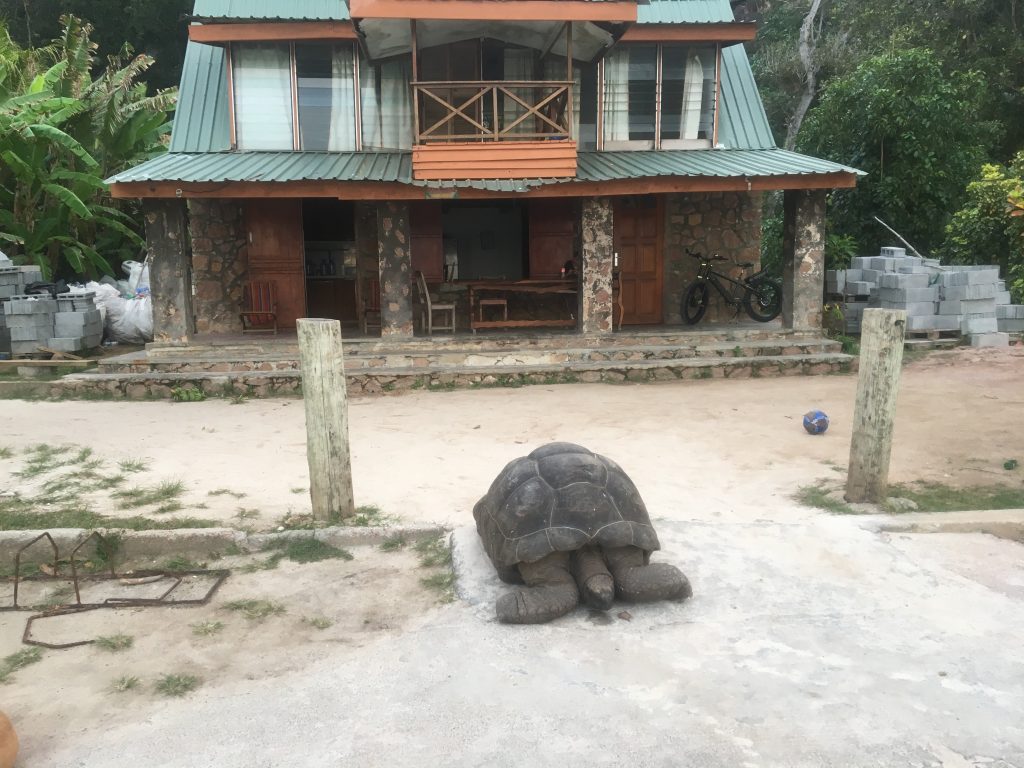 tortue géante, la digue, seychelles