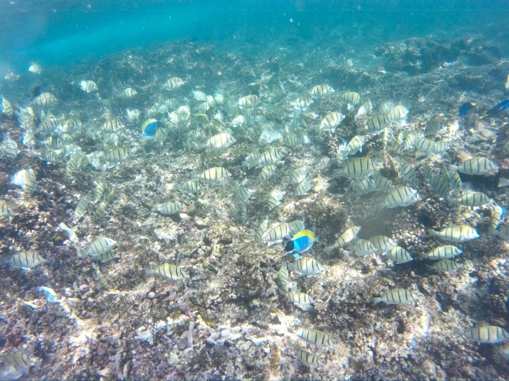 poissons, seychelles, snorkeling