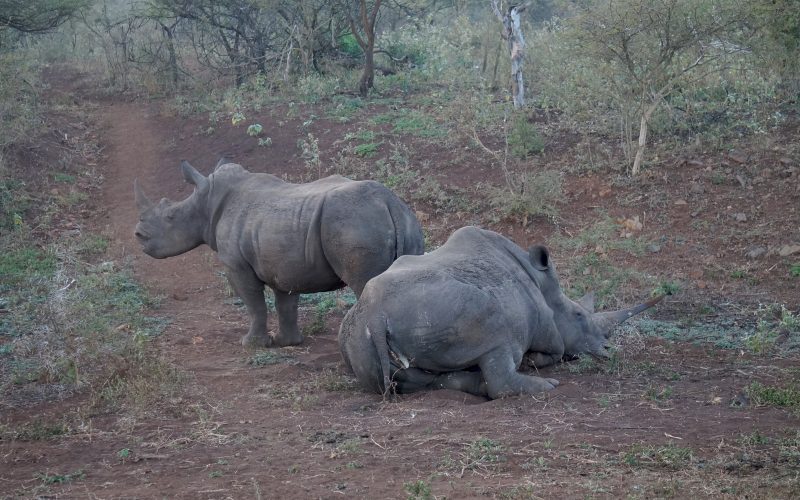 Rhinocéros, Lodge Zulu Nyala heritage, afrique du sud