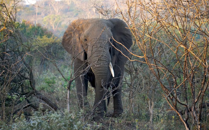 éléphant, Lodge Zulu Nyala heritage, afrique du sud