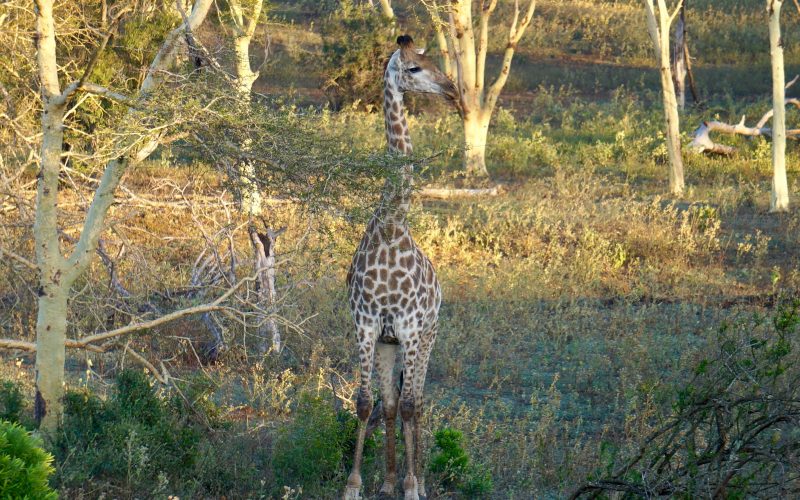 girafe, Lodge Zulu Nyala heritage, afrique du sud