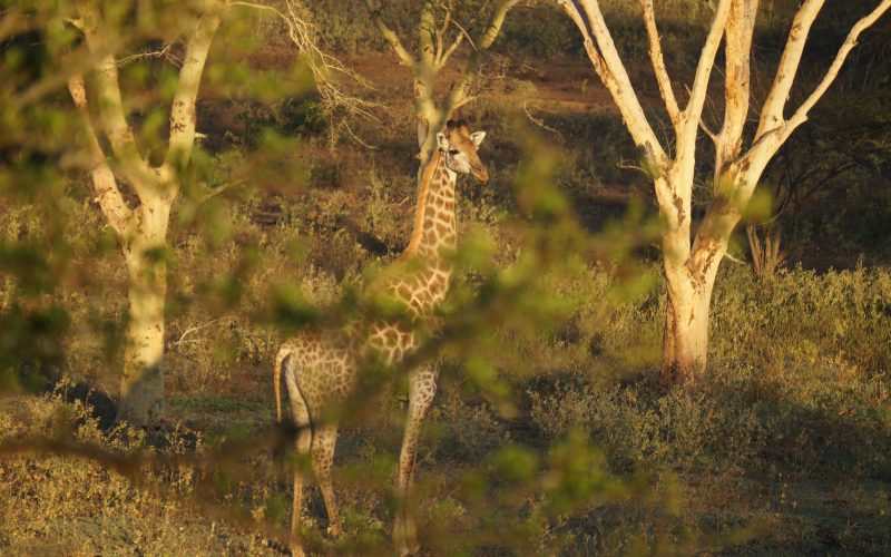 girafe, Lodge Zulu Nyala heritage, afrique du sud