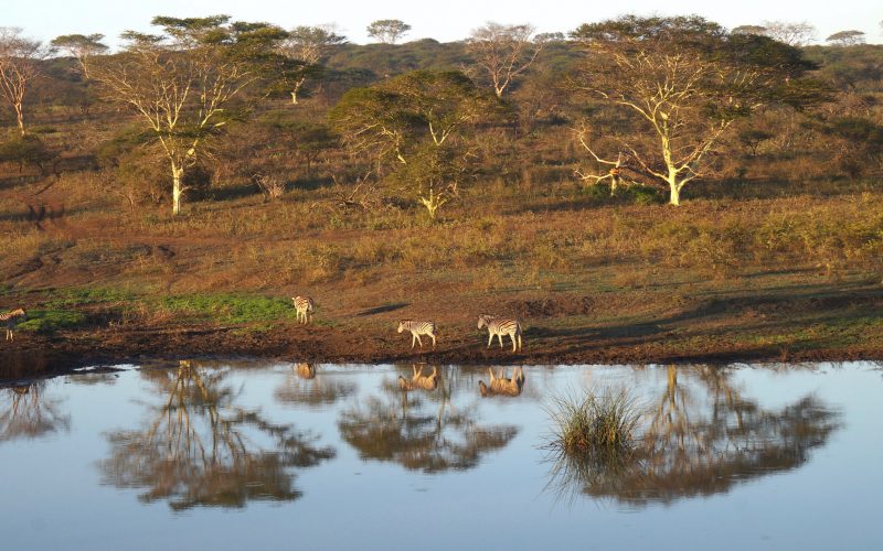 zèbres, Lodge Zulu Nyala heritage, afrique du sud