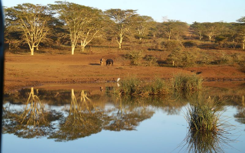 rhinocéros, Lodge Zulu Nyala heritage, afrique du sud