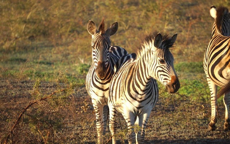 zèbres, Lodge Zulu Nyala heritage, afrique du sud