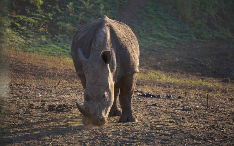 rhinocéros, Lodge Zulu Nyala heritage, afrique du sud