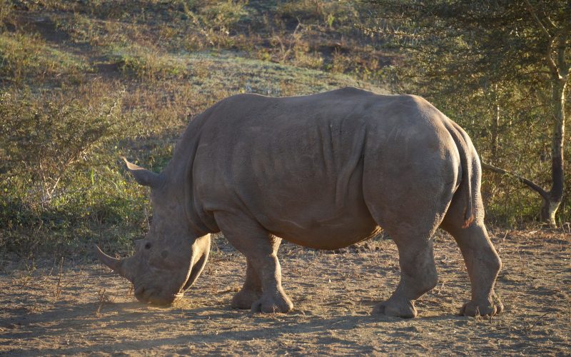 rhinocéros, Lodge Zulu Nyala heritage, afrique du sud