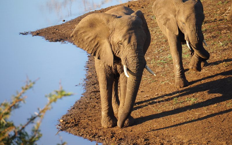 éléphant, réserve Zulu Nyala, afrique du sud