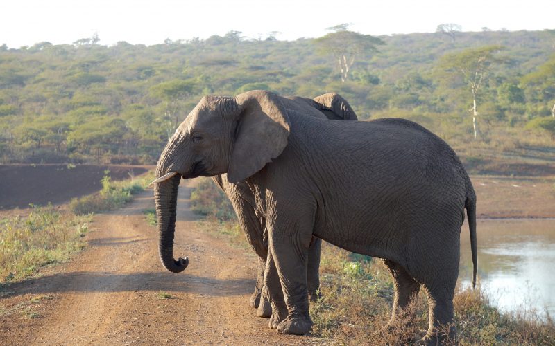 Eléphants, réserve Zulu Nyala, afrique du sud