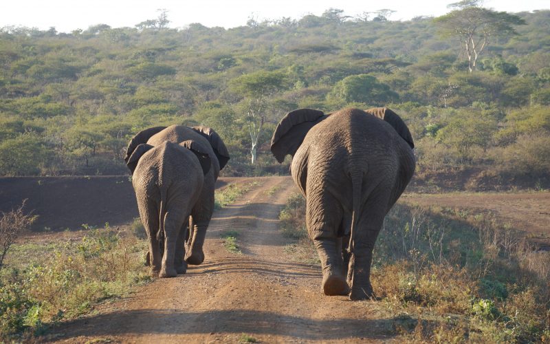 Eléphants, réserve Zulu Nyala, afrique du sud